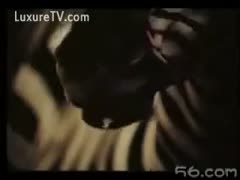 Animal sex clip featuring 2 zebra's fucking at the zoo